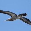 Brown Booby